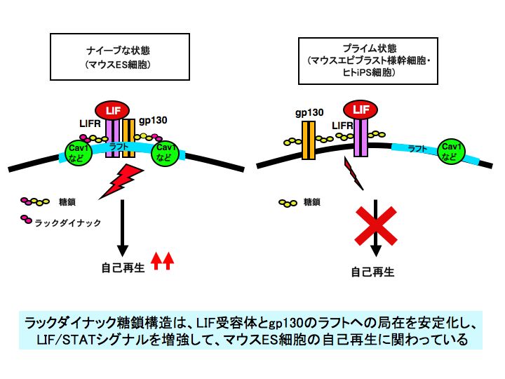 創価大学工学部生命情報工学科の佐々木紀彦研究員らの研究成果が、米国幹細胞関連雑誌『Stem Cells』電子版に掲載