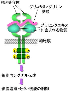 化粧品原料「プラセンタエキス」の新たな活性成分を発見 -- メカニズム解明や機能性化粧品の創成に期待 -- 東京工科大学応用生物学部