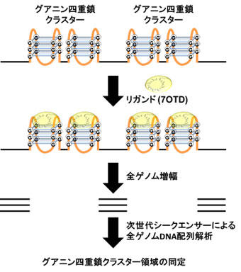 ヒトゲノム中の「四重鎖構造」複数形成領域を約1万箇所同定　これらを標的とした抗がん剤開発へ  -- 東京工科大学応用生物学部