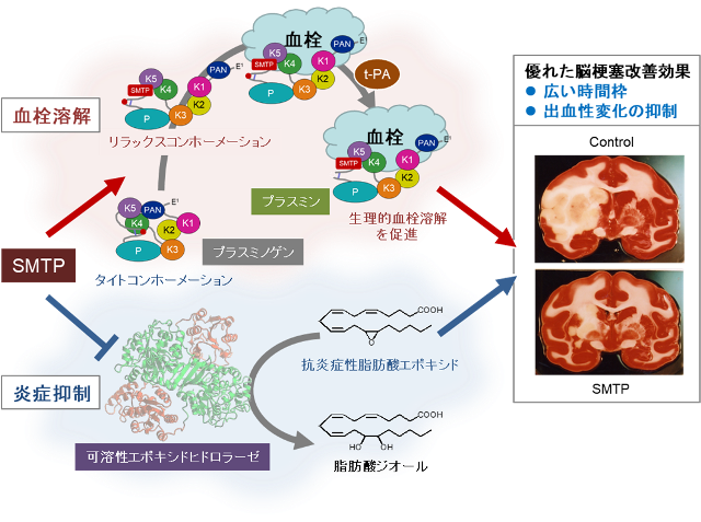 東京農工大学発「脳梗塞を治療する新薬候補」の臨床第II相試験を開始