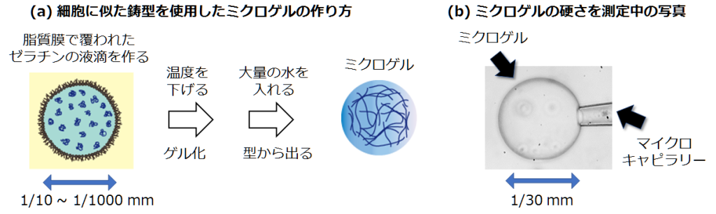 ゼリーは小さく作るほど硬くなる？細胞の様な鋳型に入れるとゼリーの硬さが変化する現象を発見