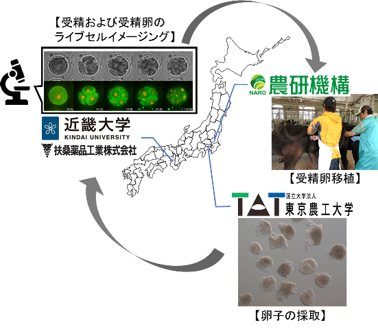 牛の良好受精卵の選別に成功－牛受精卵の染色体異常を生きたまま見分ける技術を開発－【東京農工大学・近畿大学・扶桑薬品工業株式会社・農研機構】