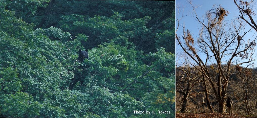 ツキノワグマは木を見て森も見ていた～ クマが木に登ってドングリを食べる条件 ～【東京農工大学、森林研究・整備機構森林総合研究所】