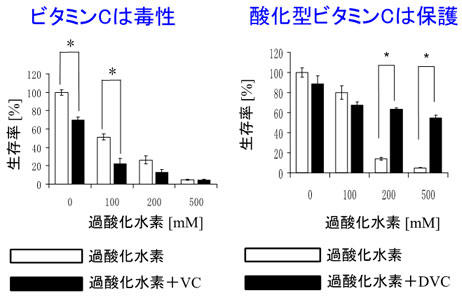 ビタミンCによるがん転移の抑制メカニズムに新発見 還元型と酸化型で生理作用に違い　東京工科大学応用生物学部