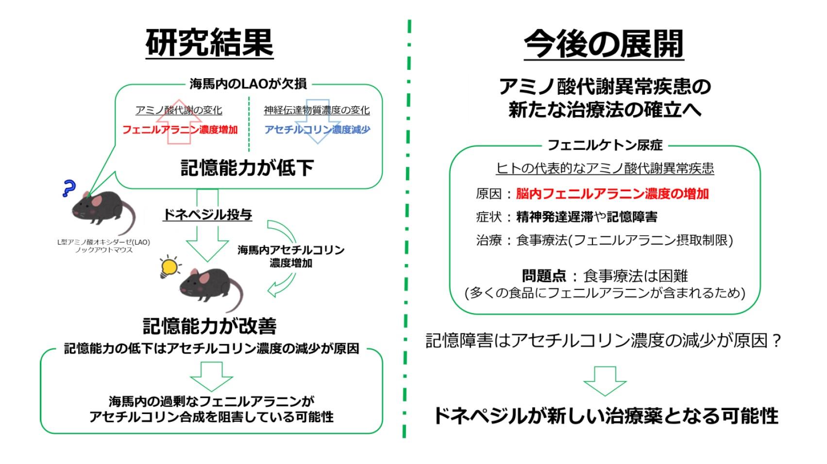 東京農工大学の永岡謙太郎准教授らが海馬内のアミノ酸代謝が記憶能力に影響することを明らかに -- アミノ酸代謝異常の難病に対する新たな治療法開発に期待