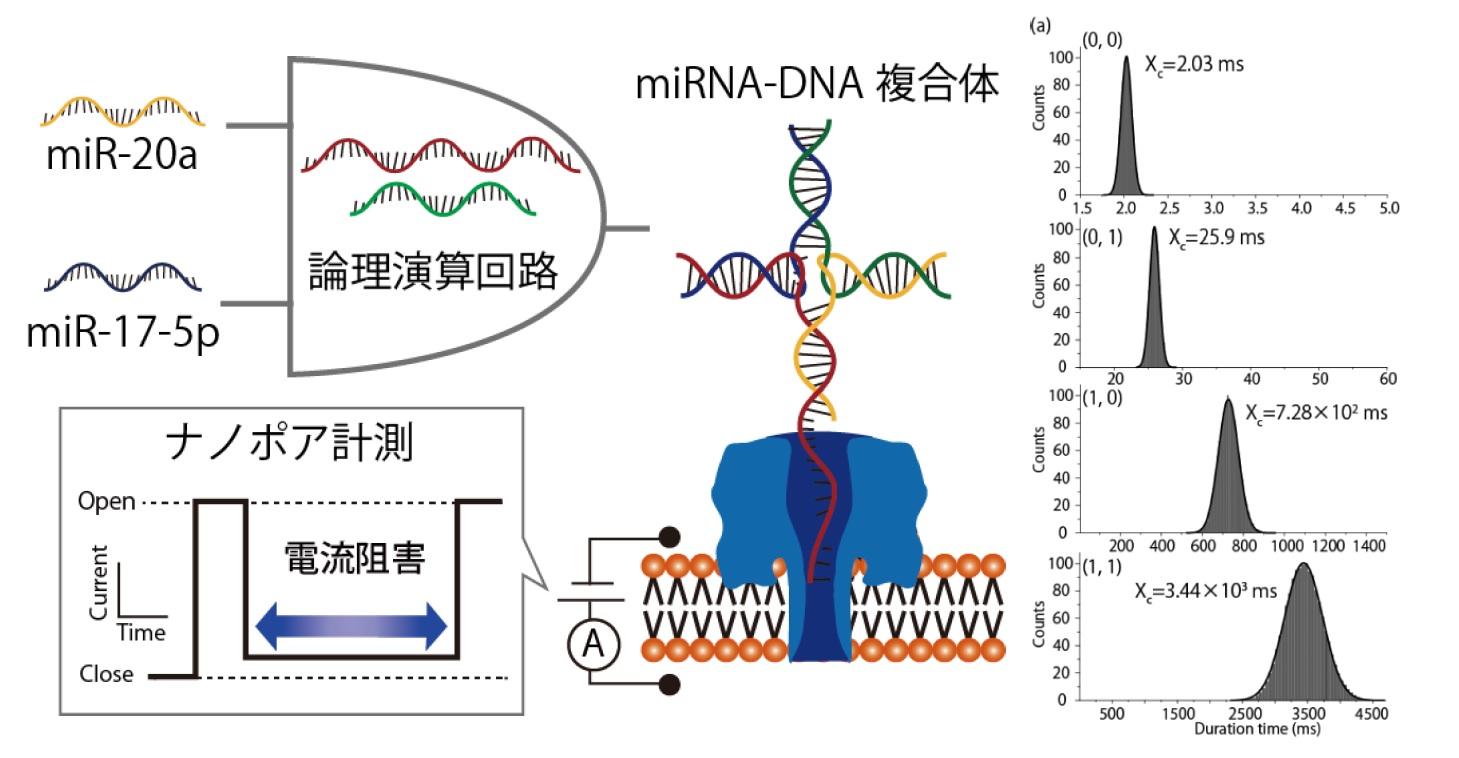 小細胞肺癌が分泌する2種類のマイクロRNAのパターン診断（検出）をDNAコンピュータで実現 -- 東京農工大学