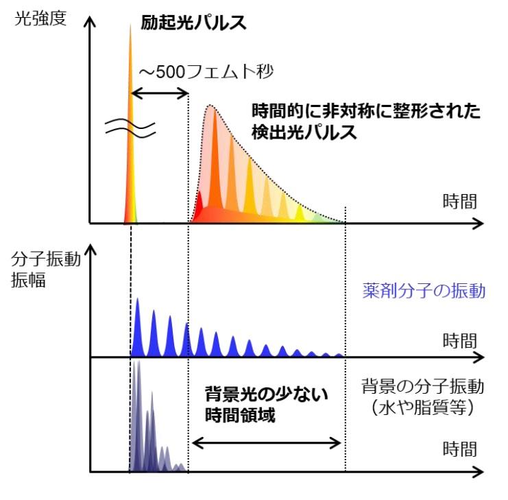 光パルスの整形技術で非染色分子イメージングの検出濃度限界を打破～生体中に埋もれた低濃度の薬剤が検出可能に～ 東京農工大学