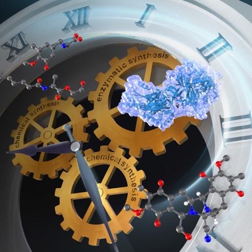 化学合成と酵素合成のハイブリッド化が拓く天然物合成の新展開～制ガン活性を発現する多環性アルカロイド群の系統的迅速合成～ 東京農工大学・北海道大学