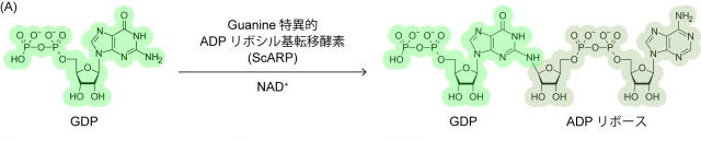 DNAを基質とするADPリボシル基転移酵素の基質複合体構造を解明 -- 京都産業大学