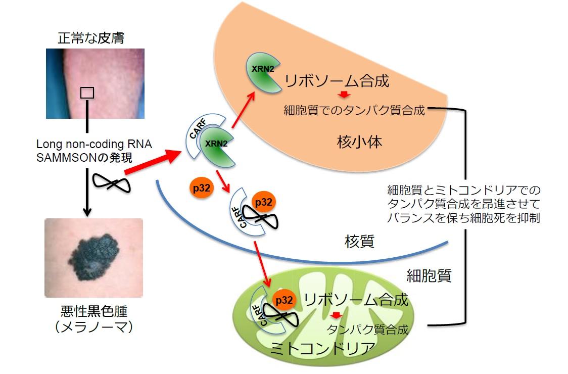 悪性黒色腫（メラノーマ）が細胞死を起こさずに増殖する分子機構を解明 -- 東京農工大学