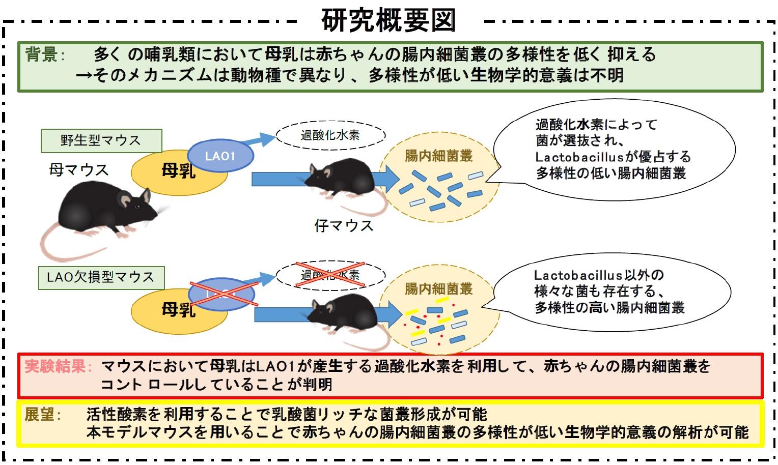 母乳が赤ちゃんの腸内細菌叢を制御する機構の解明 -- 過酸化水素が乳酸菌を増やす！？ -- 【東京農工大学・東北大学・理化学研究所】