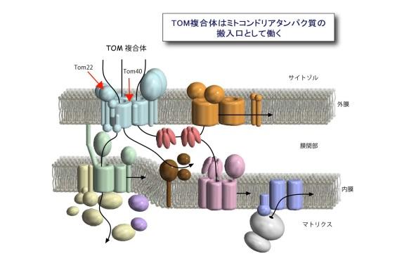 【京都産業大学】ミトコンドリアのポリンがミトコンドリアタンパク質搬入装置の集合を制御することを発見