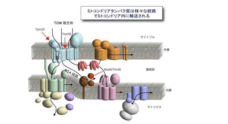 【京都産業大学】エントロピーが駆動する新たなミトコンドリアタンパク質輸送機構を発見