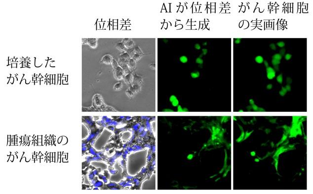 がん幹細胞を識別するAI技術を開発 ～ 医薬品評価や病理組織診断など応用へ期待 ～  東京工科大学