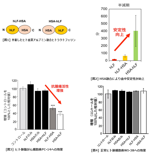 血中安定性、抗腫瘍効果を高めたヒトラクトフェリン製剤を開発 がんや急速進行性糸球体腎炎などのバイオ医薬品として実用化へ-- 東京工科大学応用生物学部