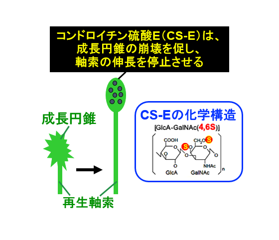 ヒトラクトフェリンが脊髄損傷の神経再生阻害因子を中和 ～ 脊髄損傷の治療薬開発に新たな光 ～ 東京工科大学