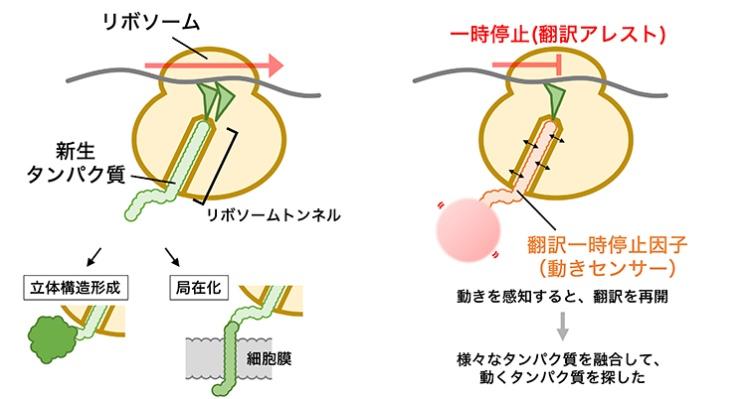 【京都産業大学】合成途上の新生タンパク質が見せる動的な挙動を網羅的に検出する手法の開発と解析-- 米国科学雑誌「Cell Reports」（オンライン版）に掲載