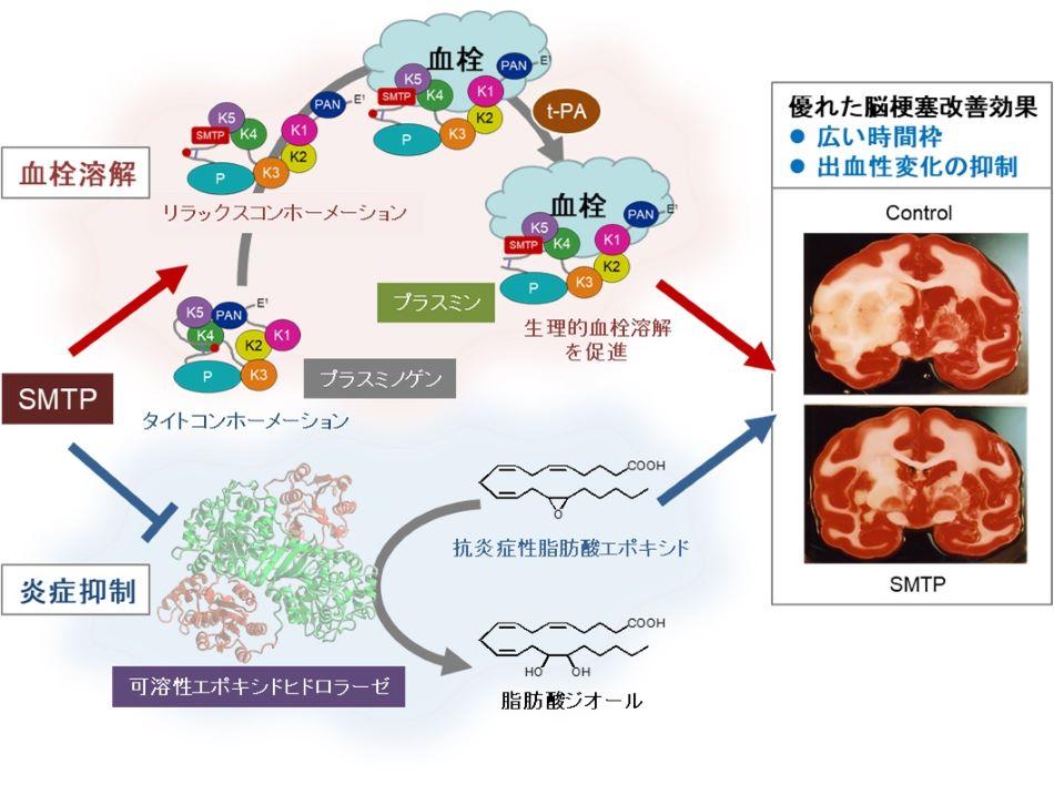 昭和大学らの共同研究グループが「新規脳梗塞治療薬」の臨床第II相試験に成功