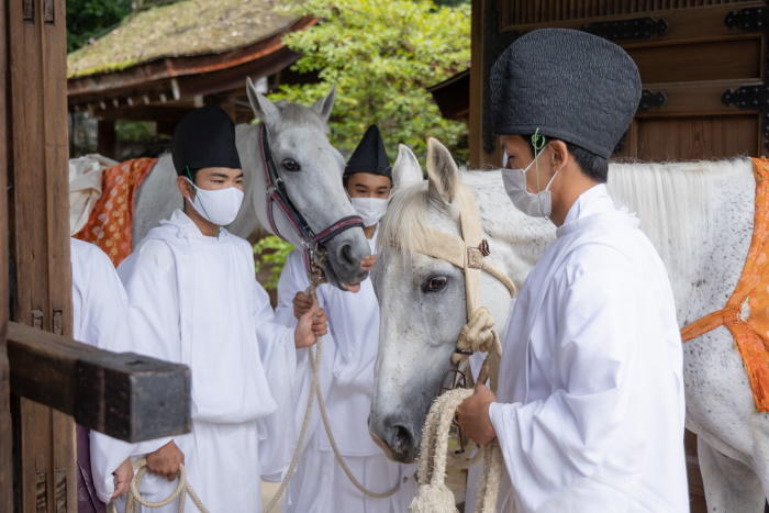 世界遺産上賀茂神社の神馬（しんめ）が交代する「神馬奉献退任奉告祭」で、京都産業大学馬術部が馬引き役を担当