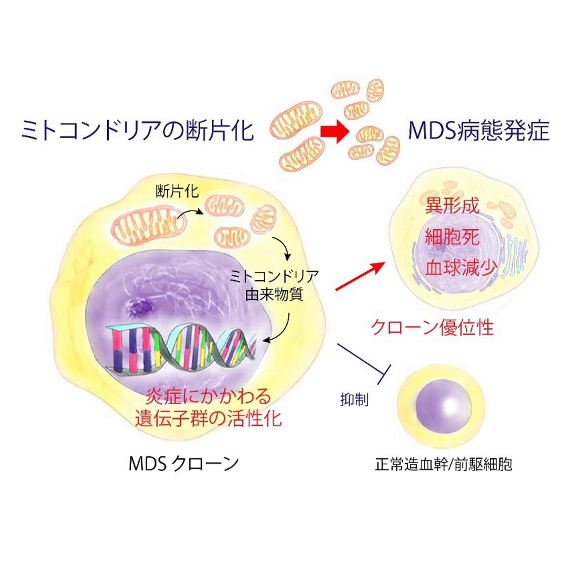 【東京薬科大学】難治性血液がん、骨髄異形成症候群（MDS）の発症機序を解明 ～ミトコンドリア異常を標的とした新規治療薬の開発に期待～