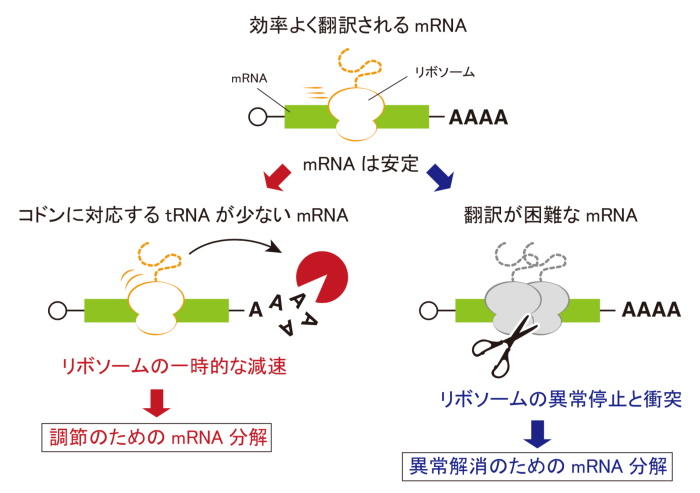 【京都産業大学】遺伝暗号コドンの組み合わせによるリボソームの減速がmRNAの安定性を決定することを解明 -- 欧州分子生物学機関誌「The EMBO Journal」（オンライン版）に掲載