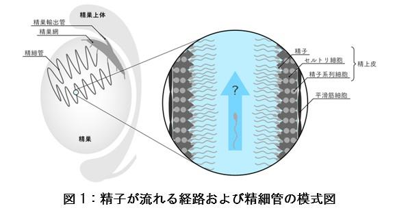 東京医科大学が、「精細管内を流れる精子の分布ならびに精細管壁の動きを可視化　～精細管を精路として捉える新たな研究分野の開拓に期待～」