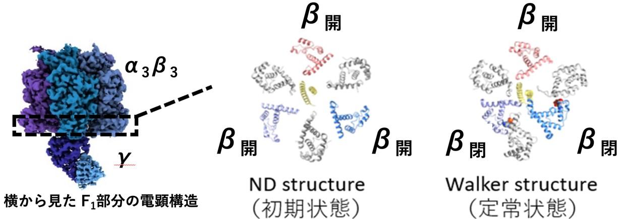 【京都産業大学】クライオ電子顕微鏡を使いATP合成酵素のスタートアップ機構を解明 -- PNAS Nexus電子版（Oxford 出版社）に掲載