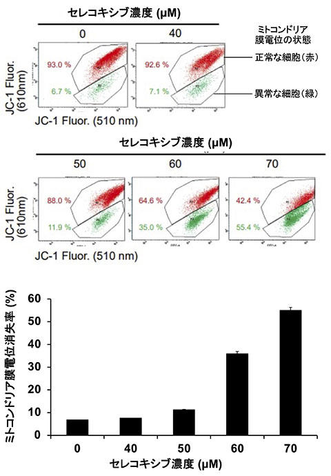 痛み止め市販薬「セレコキシブ」の新たな抗がん作用機構を発見 -- 東京工科大学大学院バイオ・情報メディア研究科