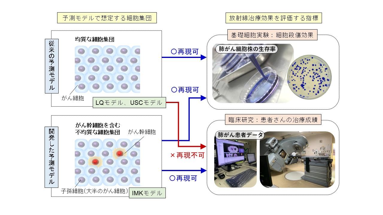 【弘前大学】世界初！がん幹細胞の考慮により臨床の放射線治療効果の予測に成功 -- 基礎細胞実験と臨床研究をつなぐ予測モデルを開発