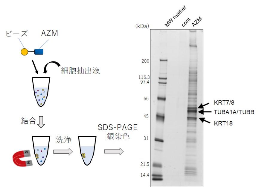 【東京医科大学】マクロライド系抗生物質アジスロマイシンのオートファジー阻害活性における分子機構の解明に成功　～ 今後のアジスロマイシンのがん治療応用に期待 ～