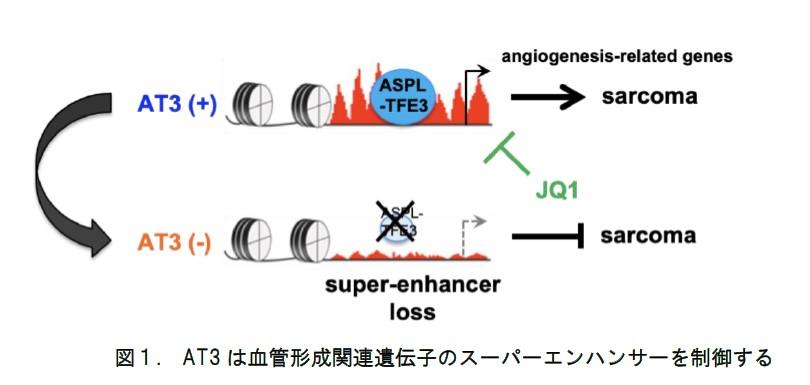 【東京医科大学】がんにおける新たな血管新生機構を発見　～ 肉腫の融合遺伝子とその標的分子の機能を明らかにする ～
