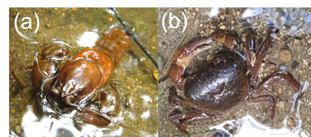 弘前大学の研究グループがニホンザリガニの本州集団の生息環境を調査 -- 今後急速に分布を縮小させるおそれがあると推定