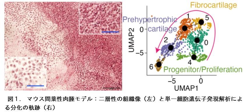 【東京医科大学】AYA世代の希少がん「間葉性軟骨肉腫」のモデル化に成功　～細胞分化と発がんの関係を解明し、治療に効果のある薬剤を発見～