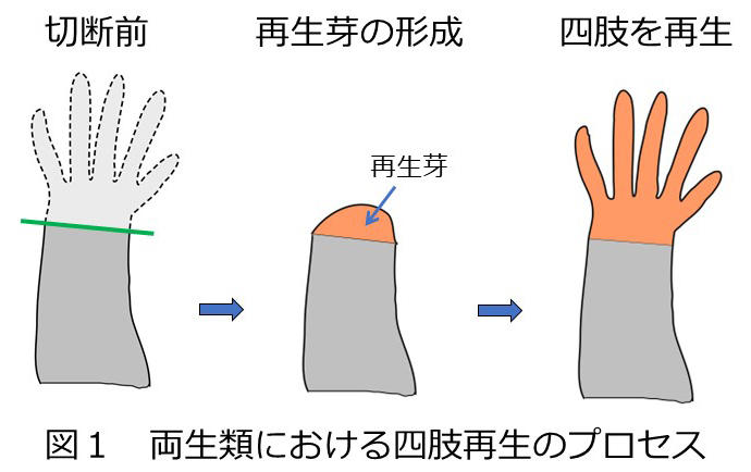 【弘前大学】四肢の再生能力を''見える化'' -- かたちの再生において活性化するゲノム領域をカエルで実証