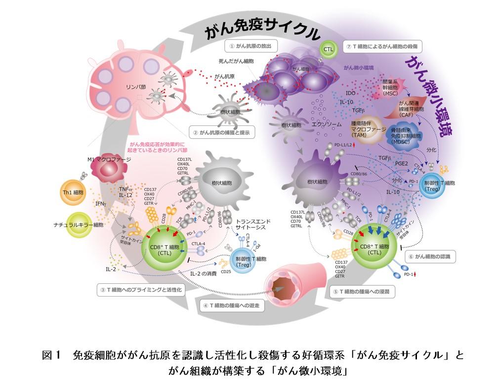 東京医科大学・熊本大学・東京医科歯科大学の共同研究チーム「免疫チェックポイント阻害抗体の新たな効果判定方法を開発」～実際の抗体の至適濃度や複数種抗体併用などin vitro効果判定に期待～