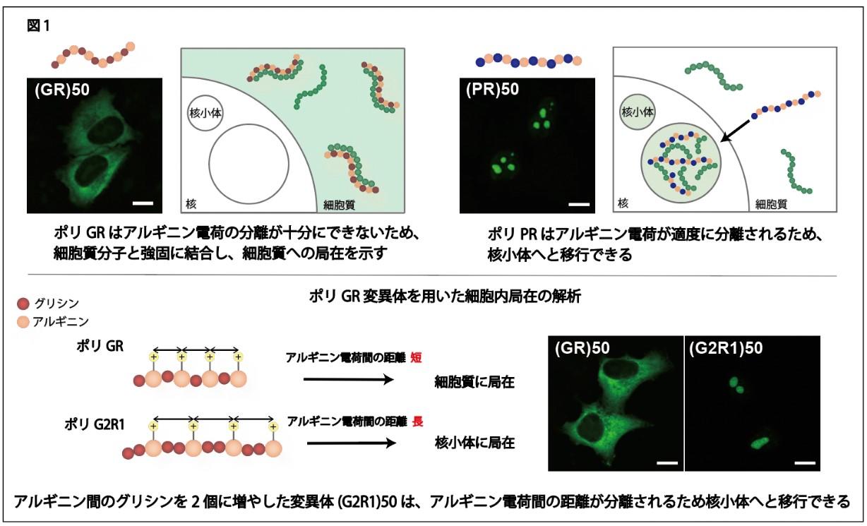 【東京医科大学】筋萎縮性側索硬化症(ALS)原因蛋白の細胞内局在と毒性を制御する分子機構を解明～新規ALS治療法開発への応用に期待～