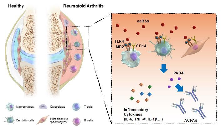 【東京医科大学】細胞外アミノアシルtRNA合成酵素は関節リウマチにおいてサイトカインおよびPAD4を放出させることで、自己免疫応答や炎症応答を引き起こす～ブシラミンによる標的アミノアシルtRNA合成酵素を介する抗リウマチ作用～