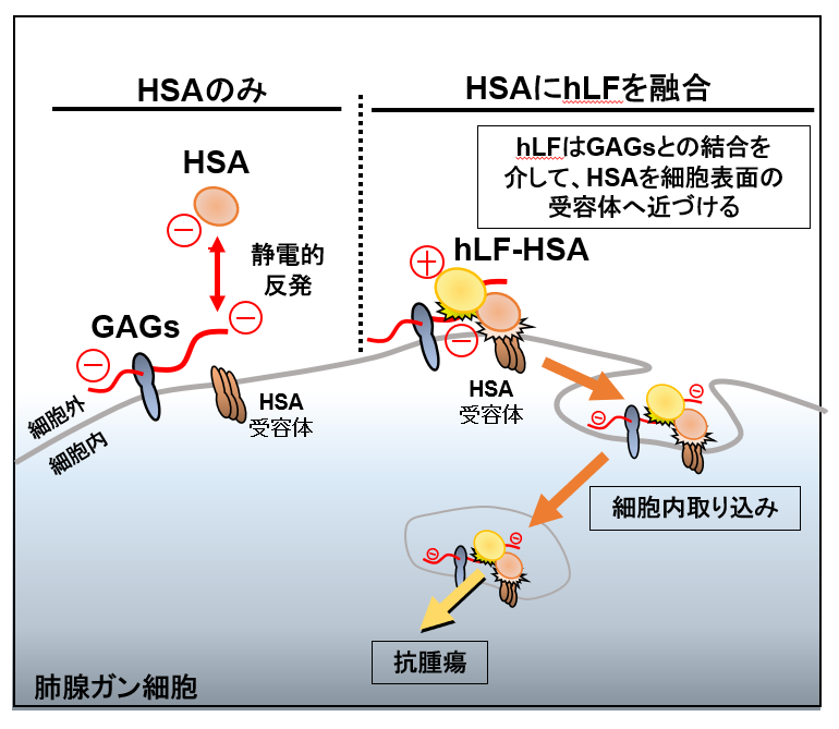 ヒト血清アルブミンへのヒトラクトフェリンの融合により、がん細胞への集積性が飛躍的に高まることを発見～抗がん剤など薬物送達技術などに応用期待～--東京工科大学大学院バイオ・情報メディア研究科