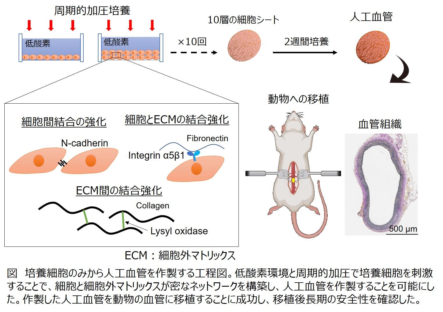 【東京医科大学】加圧培養法でヒト臍帯の細胞のみから移植可能な人工血管を開発 ～先天性心疾患などの心血管手術への応用に期待～