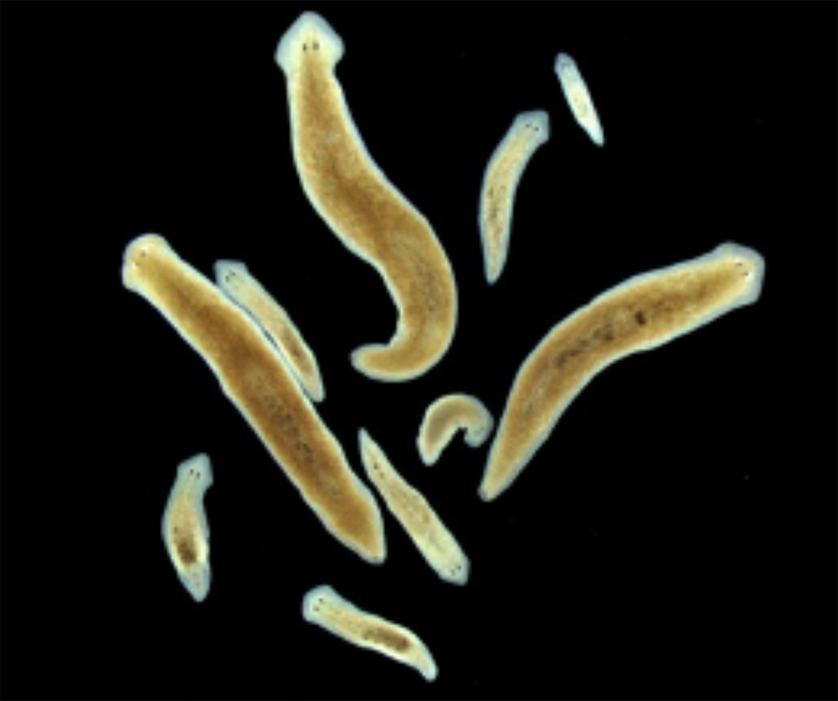 【弘前大学】有性化因子の抽出技術の開発 ―吸虫症撲滅を目指した創薬開発の手がかりに―