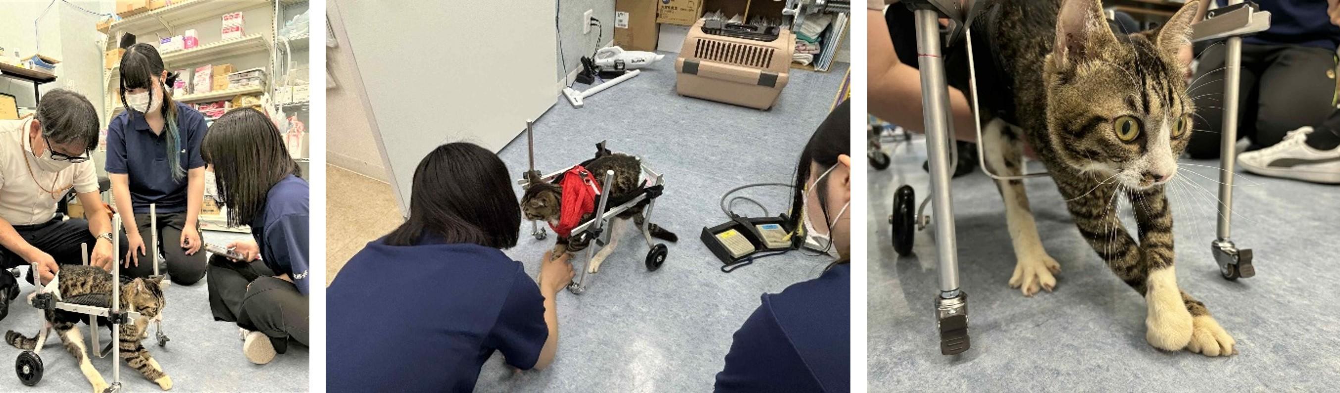 義肢装具学ぶ学生が動物のＱＯＬ向上へ研究会　動物病院や動物園と連携し、治療の可能性広げる -- 広島国際大学