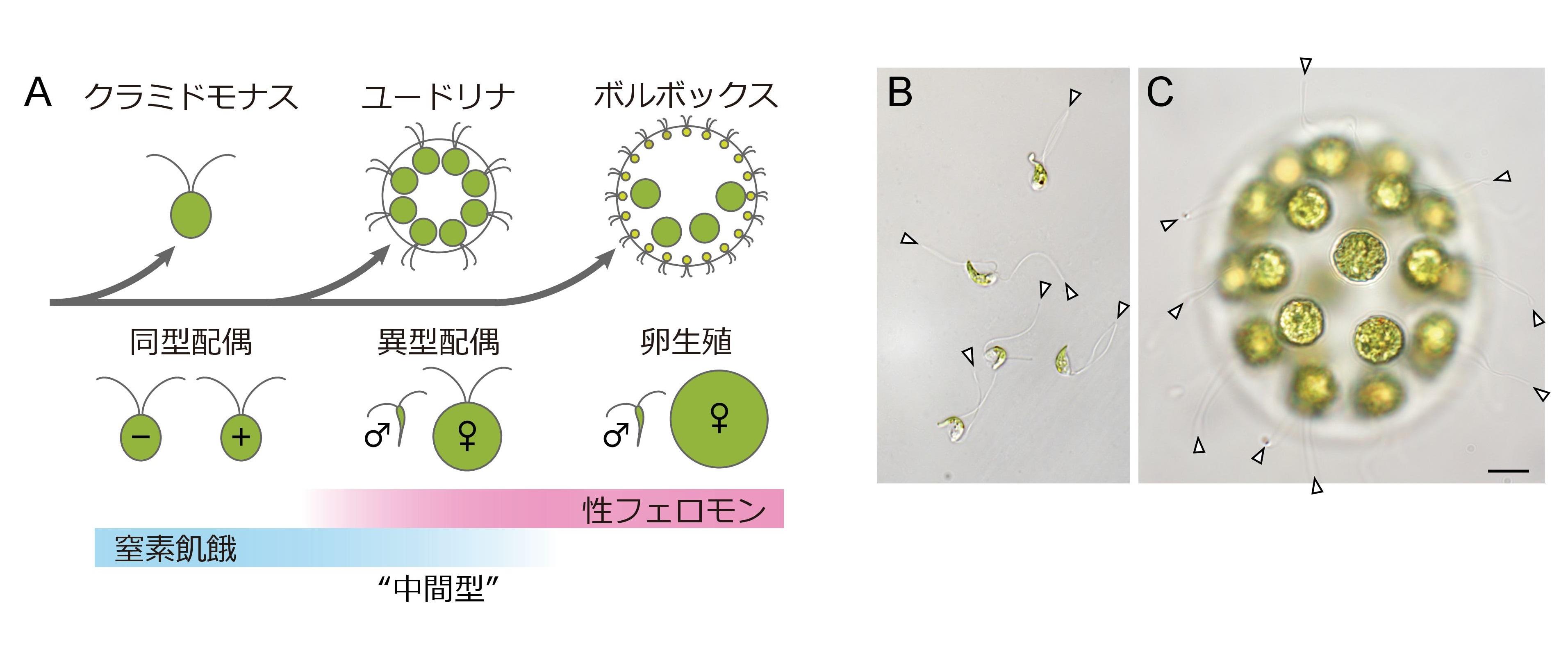 「性の進化」をつなぐ中間段階を解明 法政大学の研究グループが配偶子の形と形成誘導の進化が連動していることを発見