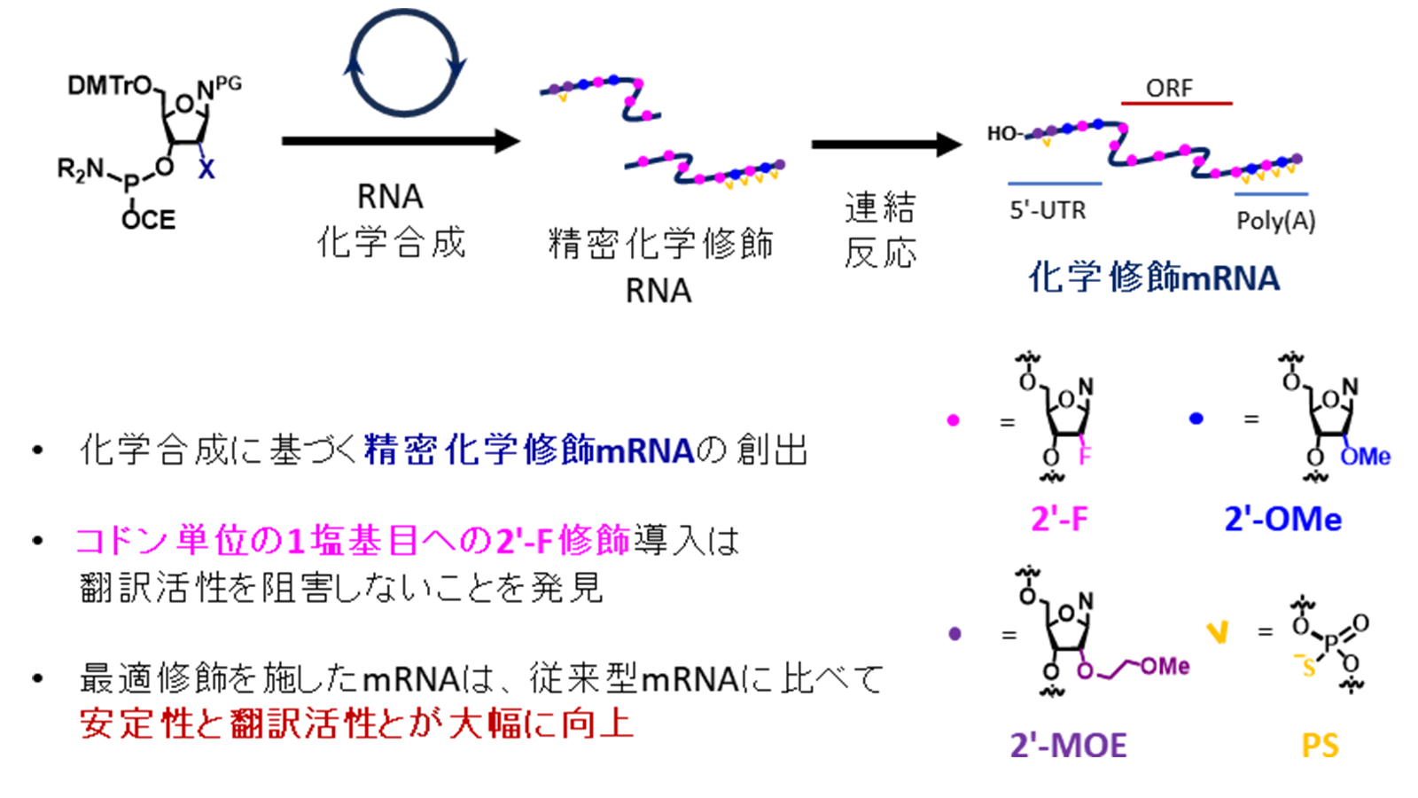 【名古屋大学】従来mRNAに対し100倍以上の翻訳活性を示す完全化学合成mRNAを開発～精密な化学修飾導入が拓くmRNA医薬の分子設計～