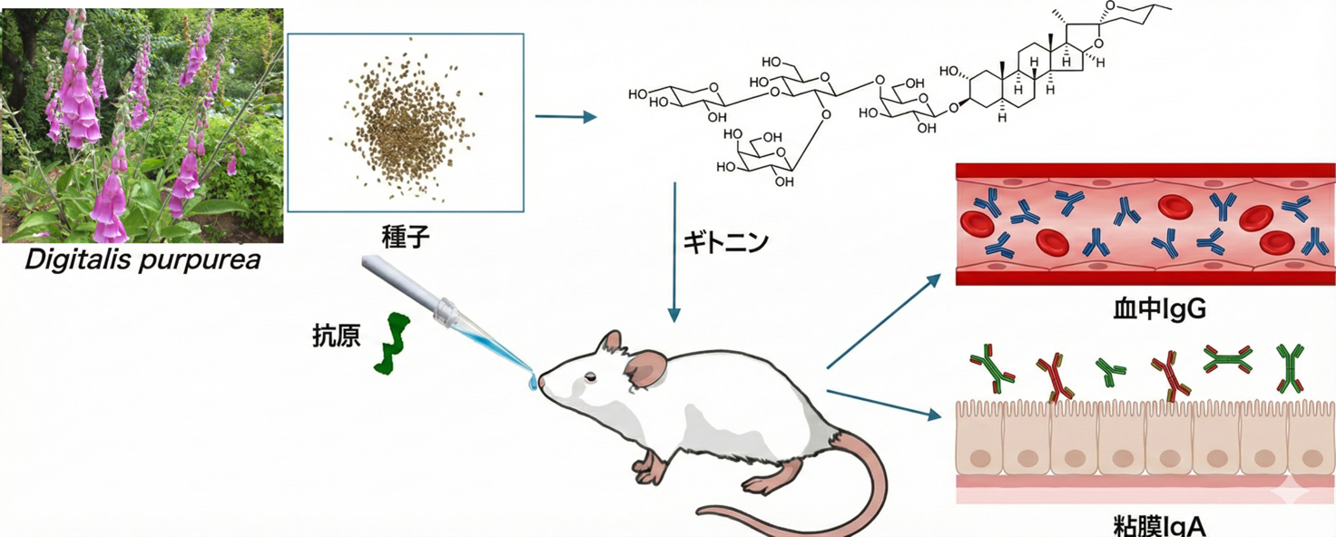 【東京薬科大学】世界初、植物由来「スピロスタノール配糖体」に経鼻ワクチンの増強効果を発見〜既存のサポニン系アジュバントとは異なる骨格で、炎症を伴わない高い安全性を実現〜