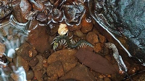 国内で143年ぶりのオオムカデの新種発見！渓流に潜む、翡翠色に輝く国内最大のオオムカデ