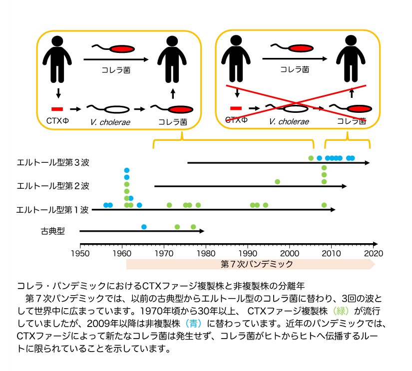 コレラ・パンデミックの伝播ルートに変化　法政大学 今村大輔准教授ら研究グループが近年のコレラ流行株はコレラ毒素遺伝子を持つファージのゲノムを複製できないことを発見