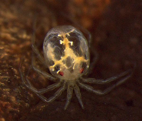 イモリダニ亜属のダニ4新種を発見 ～ 握る手のような触肢を発達させて、有毒イモリの体表に寄生する ～