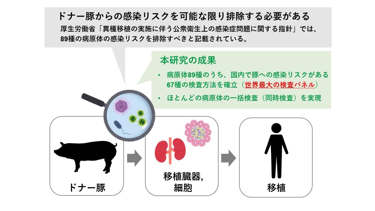 国内初、移植用ドナー豚の病原体検査パネルを開発  標的病原体数は世界最多、国内での異種移植実現に向けた大きな一歩--摂南大学