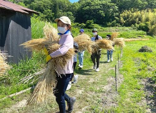 【関西学院大学】学生団体「Re.colab KOBE」が休耕田を借りて育てた大麦を収穫　里山の再生も視野に