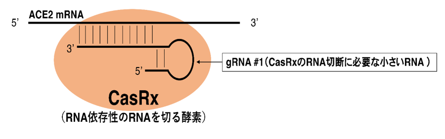 【東京薬科大学】COVID-19による神経病態の新たなメカニズムを解明！ -- オリゴデンドログリア細胞における「新規クリスパー/CasRxを用いたRNA編集技術」による研究 --